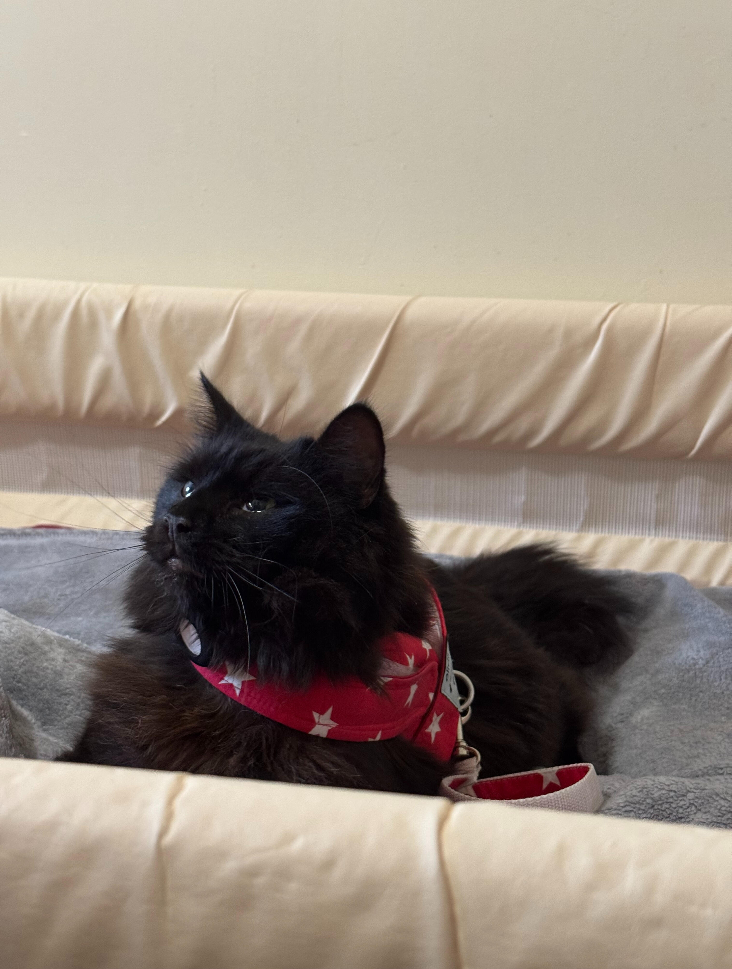 Grizzly the cat sat on a patients bed